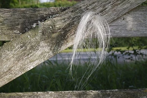 Horse, hair caught on wooden gate, Bacton, Suffolk, England, july