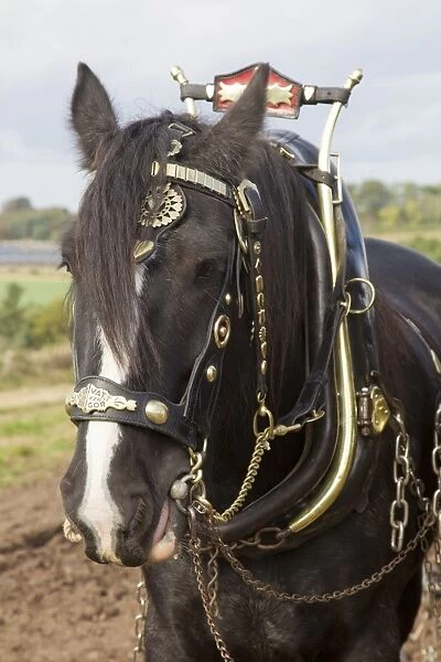 Horse, Heavy Horse, adult, close-up of head, wearing harness, Scottish Borders, Scotland, October