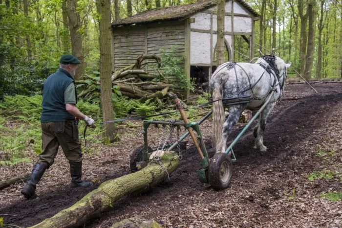 Framed Print : Horse, heavy horse, adult, used for forestry work, collecting logs in woodland, Staffordshire, England, May Framed Print : Horse, heavy horse, adult, used for forestry work, collecting logs in woodland, Staffordshire, England, May