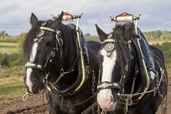 Horse, Heavy Horse, two adults, close-up of heads, wearing harnesses, Scottish Borders, Scotland, October
