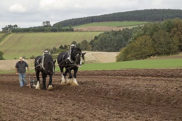 Horse, Heavy Horse, two adults, working, ploughing field with ploughman, Scottish Borders, Scotland, October