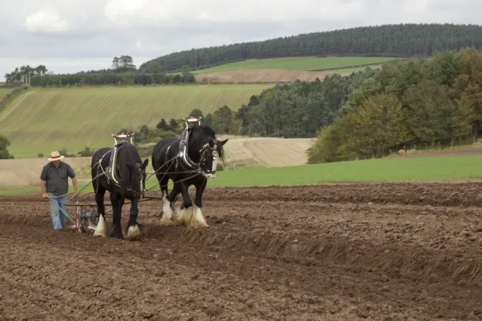 Framed Print : Horse, Heavy Horse, two adults, working, ploughing field with ploughman, Scottish Borders, Scotland, October Framed Print : Horse, Heavy Horse, two adults, working, ploughing field with ploughman, Scottish Borders, Scotland, October