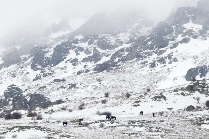 Framed Print : Horse, herd standing in snow covered mountain habitat, Bulgaria, january Framed Print : Horse, herd standing in snow covered mountain habitat, Bulgaria, january