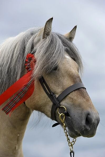 Horse, Highland Pony, adult, close-up of head, wearing halter with rosette at show, Scotland, June