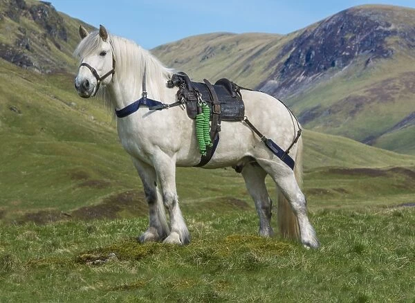 Horse, Highland Pony, adult, with Glenstrathfarrar deer stalking saddle, standing on upland, Spittal of Glenshee