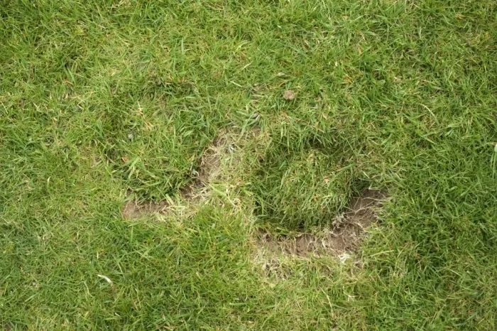 Framed Print : Horse hoof prints damage to a garden lawn Framed Print : Horse hoof prints damage to a garden lawn