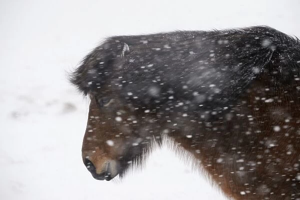 Horse, Icelandic Pony, adult, close-up of head, on snow during blizzard, Snaefellsnes, Vesturland, Iceland, March