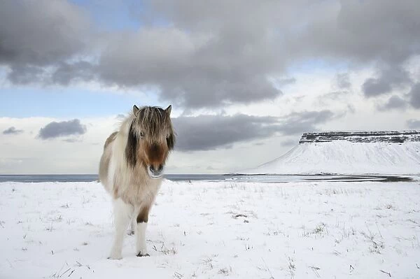 Horse, Icelandic Pony, adult, standing on snow at coast, Snaefellsnes, Vesturland, Iceland, March