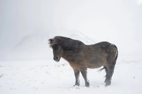 Horse, Icelandic Pony, adult, standing on snow during blizzard, Snaefellsnes, Vesturland, Iceland, March