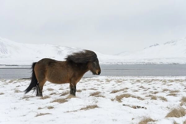 Horse, Icelandic Pony, adult, standing on snow, Snaefellsnes, Vesturland, Iceland, March