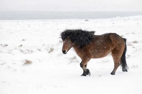 Horse, Icelandic Pony, adult, walking on snow during blizzard, Snaefellsnes, Vesturland, Iceland, March