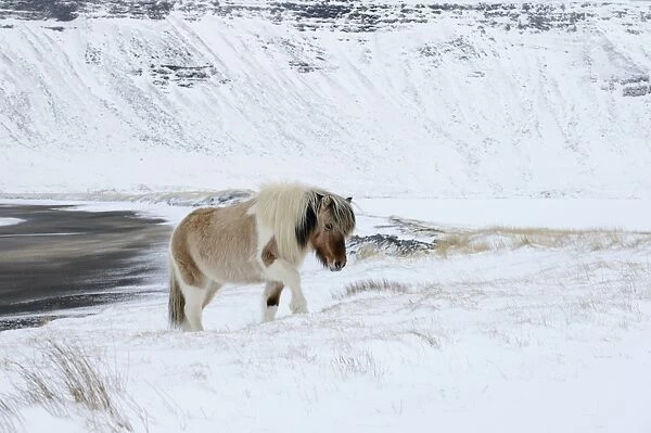 Horse, Icelandic Pony, adult, walking on snow at coast, Snaefellsnes, Vesturland, Iceland, March