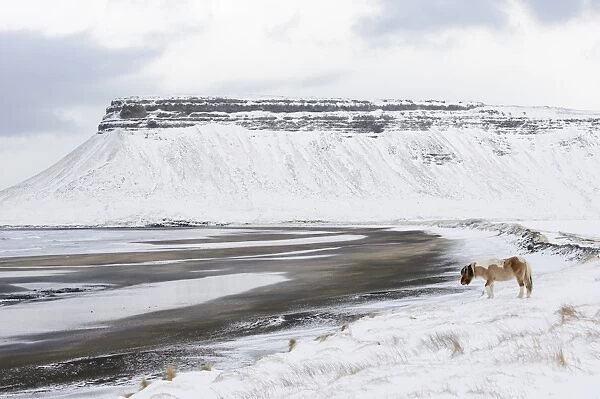Horse, Icelandic Pony, adult, walking on snow at coast, Snaefellsnes, Vesturland, Iceland, March