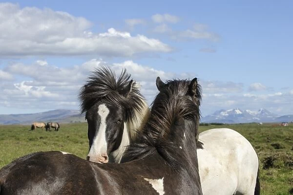 Horse, Icelandic Pony, two adults, close-up of heads, mutual grooming, Iceland, July