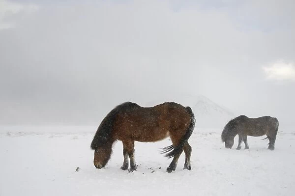 Horse, Icelandic Pony, two adults, grazing on snow during blizzard, Snaefellsnes, Vesturland, Iceland, March