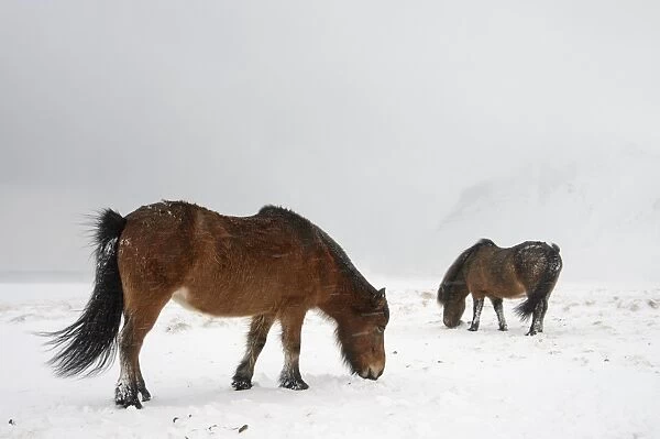 Horse, Icelandic Pony, two adults, grazing on snow during blizzard, Snaefellsnes, Vesturland, Iceland, March