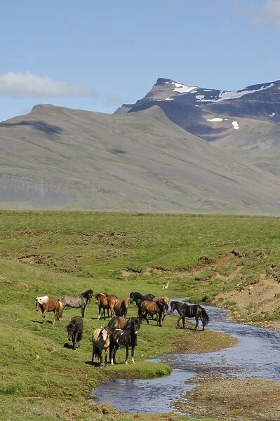 Horse, Icelandic Pony, adults, herd standing beside stream on tundra, Iceland, July