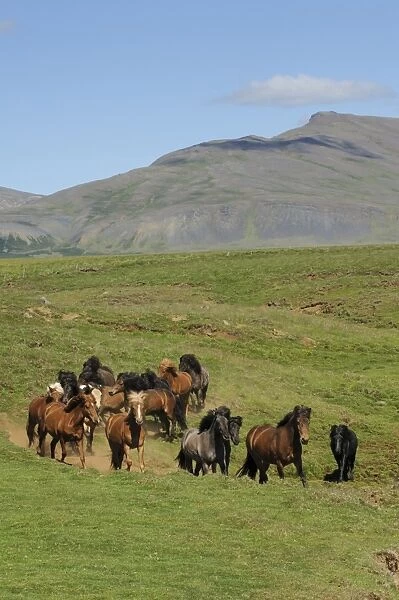 Horse, Icelandic Pony, adults, herd trotting on tundra, Iceland, July