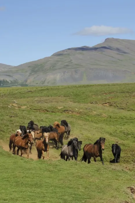 Framed Print : Horse, Icelandic Pony, adults, herd trotting on tundra, Iceland, July Framed Print : Horse, Icelandic Pony, adults, herd trotting on tundra, Iceland, July