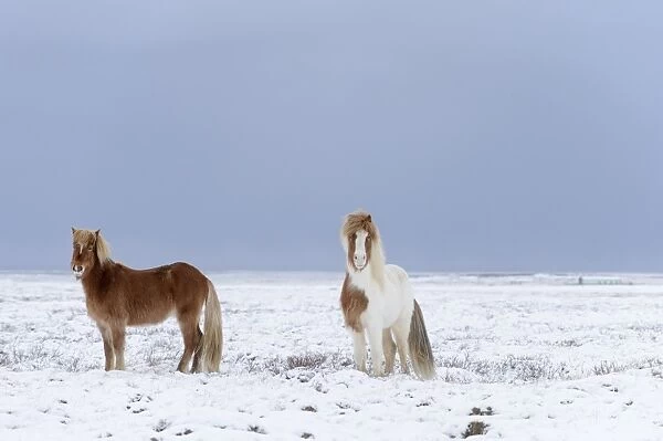 Horse, Icelandic Pony, two adults, standing on snow, Snaefellsnes, Vesturland, Iceland, March
