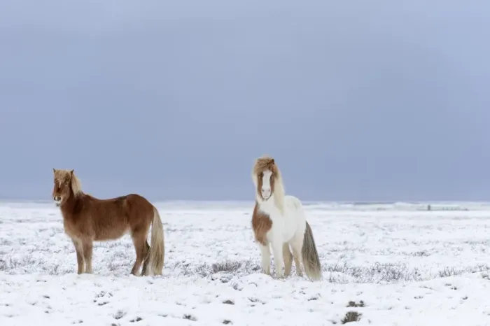 Framed Print : Horse, Icelandic Pony, two adults, standing on snow, Snaefellsnes, Vesturland, Iceland, March Framed Print : Horse, Icelandic Pony, two adults, standing on snow, Snaefellsnes, Vesturland, Iceland, March