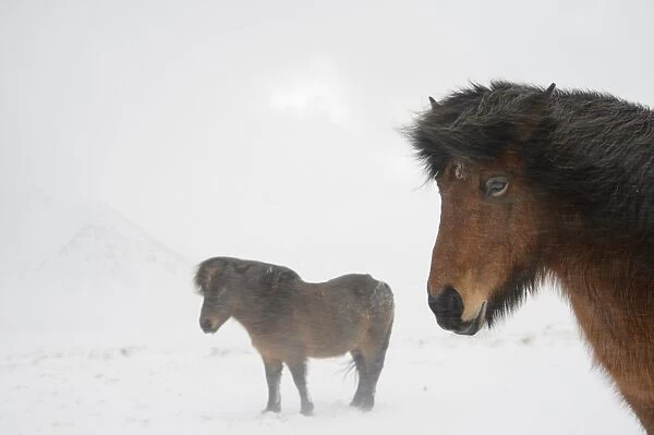 Horse, Icelandic Pony, two adults, standing on snow during blizzard, Snaefellsnes, Vesturland, Iceland, March
