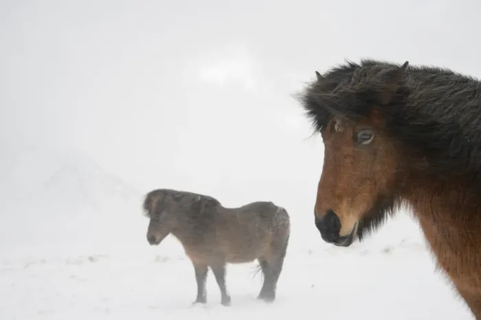Framed Print : Horse, Icelandic Pony, two adults, standing on snow during blizzard, Snaefellsnes, Vesturland, Iceland, March Framed Print : Horse, Icelandic Pony, two adults, standing on snow during blizzard, Snaefellsnes, Vesturland, Iceland, March