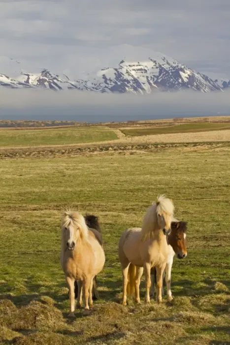 Framed Print : Horse, Icelandic Pony, herd standing on coastal pasture, near Husavik, Iceland, May Framed Print : Horse, Icelandic Pony, herd standing on coastal pasture, near Husavik, Iceland, May