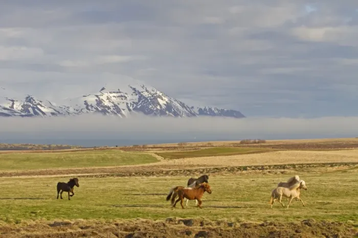 Framed Print : Horse, Icelandic Pony, herd trotting on coastal pasture, near Husavik, Iceland, May Framed Print : Horse, Icelandic Pony, herd trotting on coastal pasture, near Husavik, Iceland, May