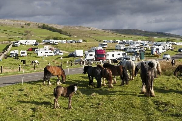Horse, Irish Cob (Gypsy Pony), adults and foal, beside road at Gypsy camp on way to Appleby Horse Fair, Cote Moor