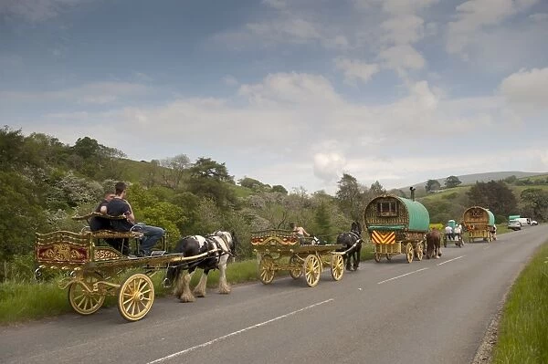 Horse, Irish Cob (Gypsy Pony), pulling traveller caravans, heading towards Appleby Horse Fair