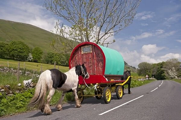 Horse, Irish Cob (Gypsy Pony), pulling traveller caravan, heading towards Appleby Horse Fair