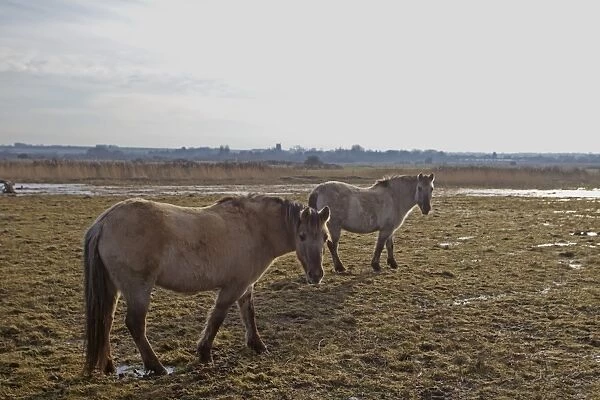 Horse, Konik, two adults, used as habitat management on coastal marshland, Holme Dunes Reserve, Holme-next-the-sea