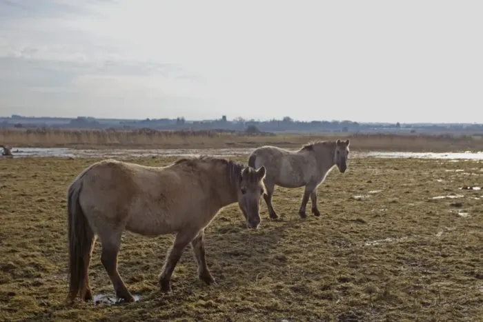 Framed Print : Horse, Konik, two adults, used as habitat management on coastal marshland, Holme Dunes Reserve, Holme-next-the-sea Framed Print : Horse, Konik, two adults, used as habitat management on coastal marshland, Holme Dunes Reserve, Holme-next-the-sea