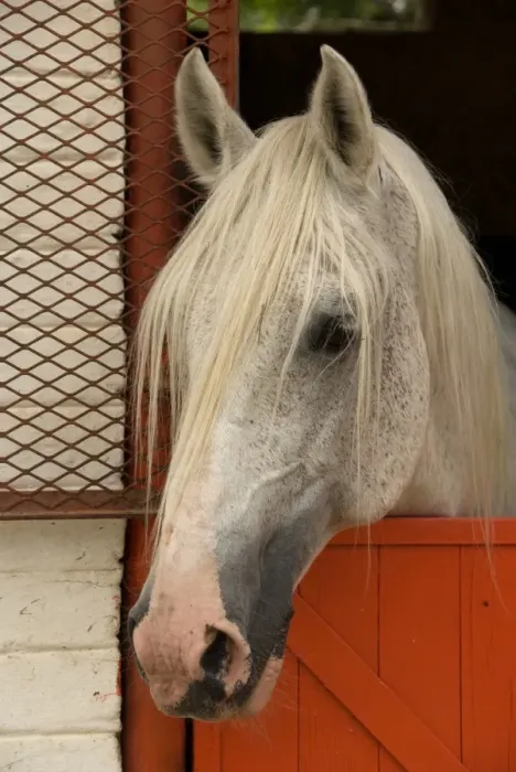 Framed Print : Horse, Lipizzaner stallion, twenty five years old, close-up of head at stable door, Kyalami, Gauteng, South Africa