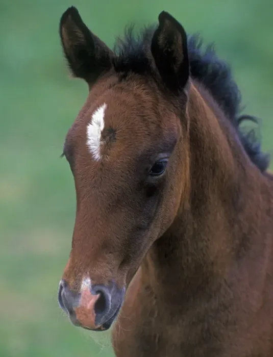 Framed Print : Horse, Lippizaner foal, close-up of head Framed Print : Horse, Lippizaner foal, close-up of head