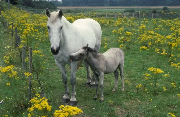 Framed Print : Horse, mare and foal, standing in field with Ragwort (Senecio sp. ) very poisoness for horses, England Framed Print : Horse, mare and foal, standing in field with Ragwort (Senecio sp. ) very poisoness for horses, England