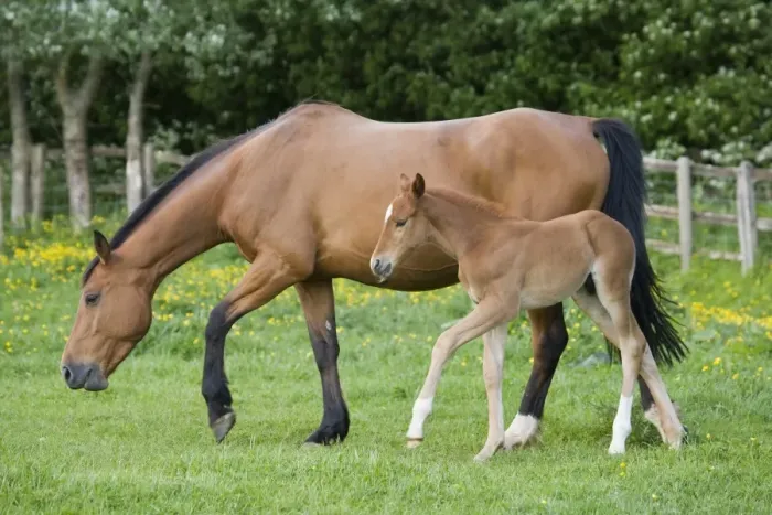 Framed Print : Horse, mare with young foal, walking in paddock, Oxfordshire, England, may Framed Print : Horse, mare with young foal, walking in paddock, Oxfordshire, England, may