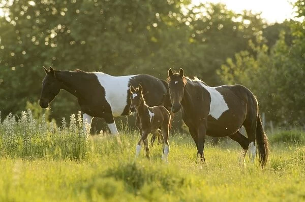 Horse, two mares and foal, walking in backlit pasture, Kent, England, May