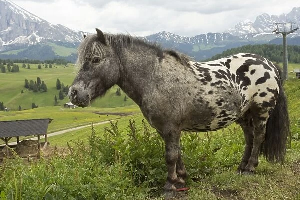 Horse, miniature spotted pony, adult, standing in alpine meadow, Seiser Alm, Dolomites, Italian Alps, Italy, June