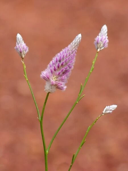 Horse Mulla Mulla (Ptilotus schwartzii) close-up of flowerspikes, growing on road verge, Western Australia, Australia