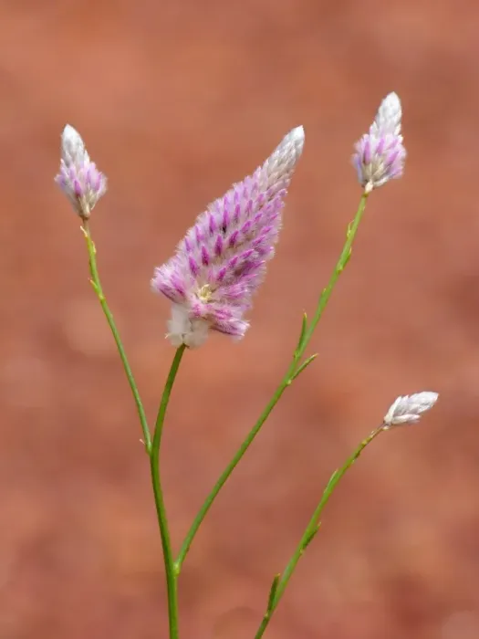 Framed Print : Horse Mulla Mulla (Ptilotus schwartzii) close-up of flowerspikes, growing on road verge, Western Australia, Australia
