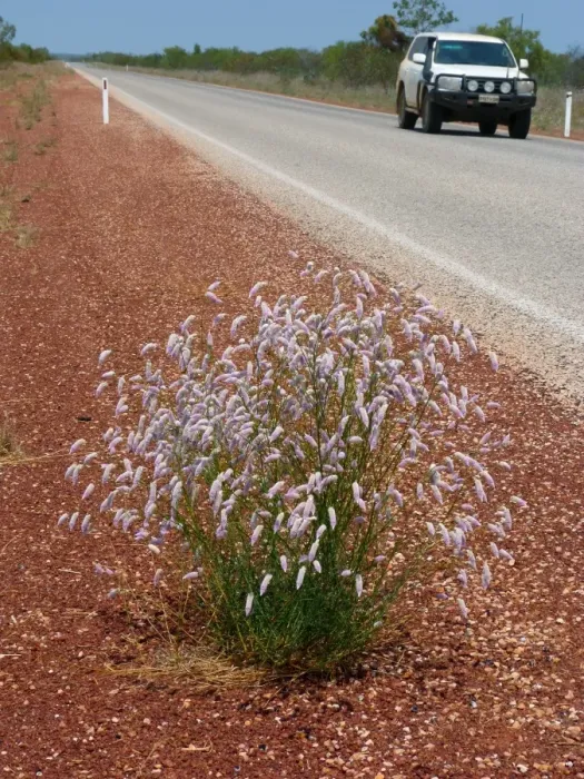 Framed Print : Horse Mulla Mulla (Ptilotus schwartzii) flowering, growing on road verge habitat, Western Australia, Australia Framed Print : Horse Mulla Mulla (Ptilotus schwartzii) flowering, growing on road verge habitat, Western Australia, Australia