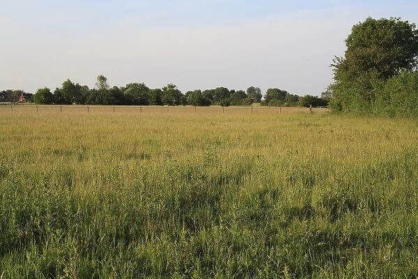 Horse paddock with long grass and hedgerow, Bacton, Suffolk, England, june
