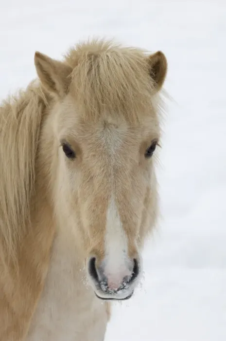 Framed Print : Horse, Palomino adult, close-up of head, in snow, Sweden, winter