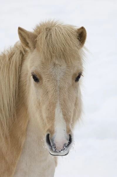 Horse, Palomino adult, close-up of head, in snow, Sweden, winter