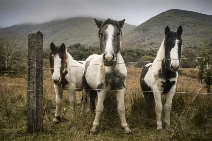 Framed Print : Horse, three piebald ponies, standing beside wire fence, Black Valley, Macgillycuddys Reeks, Killarney, County Kerry Framed Print : Horse, three piebald ponies, standing beside wire fence, Black Valley, Macgillycuddys Reeks, Killarney, County Kerry