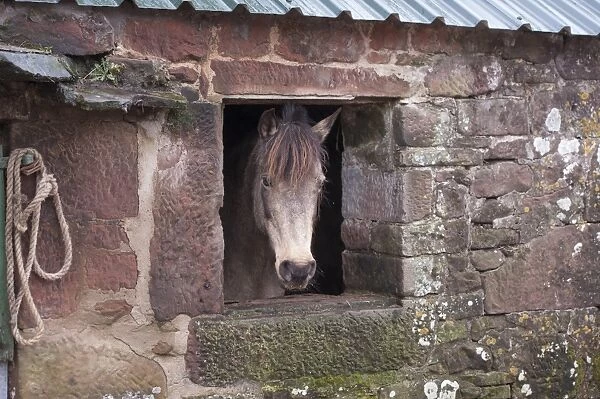 Horse, Pony, crossbreed, adult, looking out of window in farm building, Seascale, Cumbria, England, March
