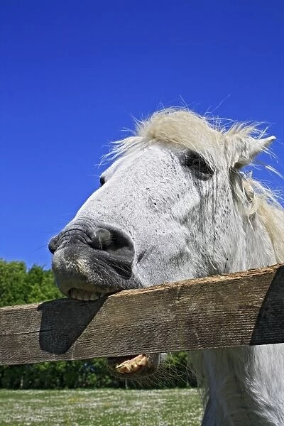 Horse, Pony, grey adult, close-up of head, crib-biting and windsucking, biting wooden fence railing, Stowmarket