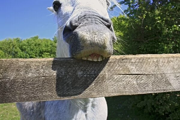 Horse, Pony, grey adult, close-up of head, crib-biting and windsucking, biting wooden fence railing, Stowmarket